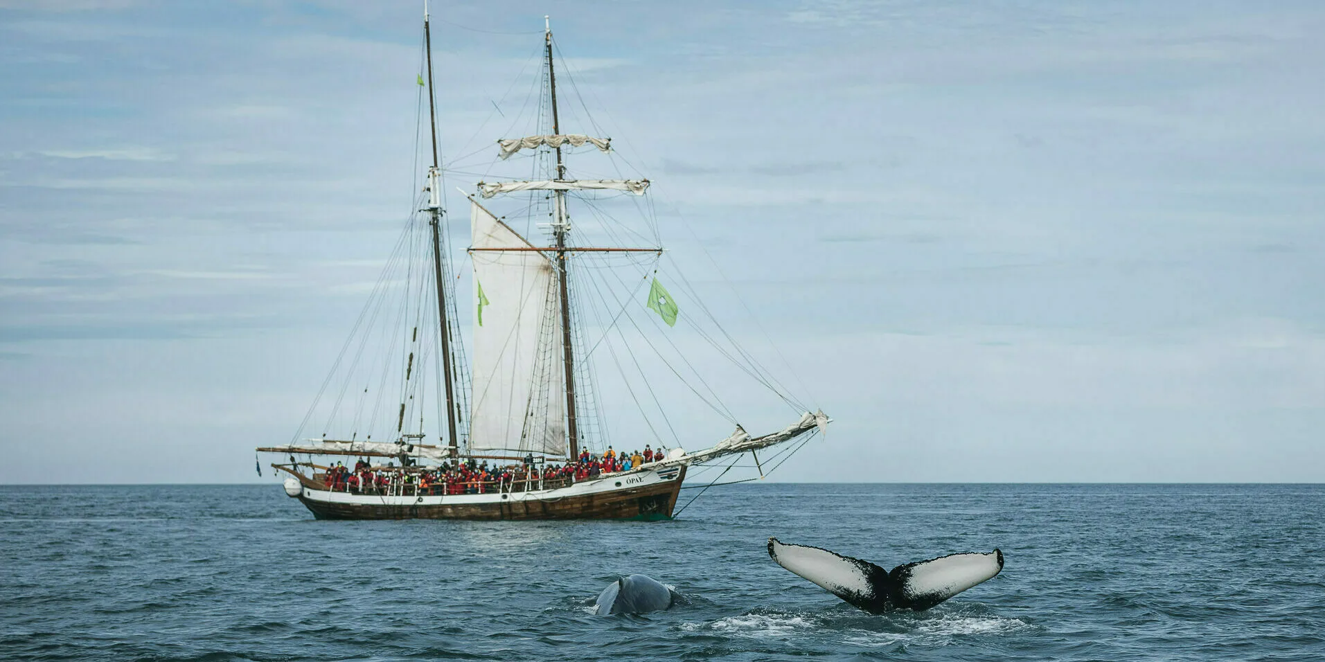 Walflosse vor einem Segelboot in Island - Walbeobachtung