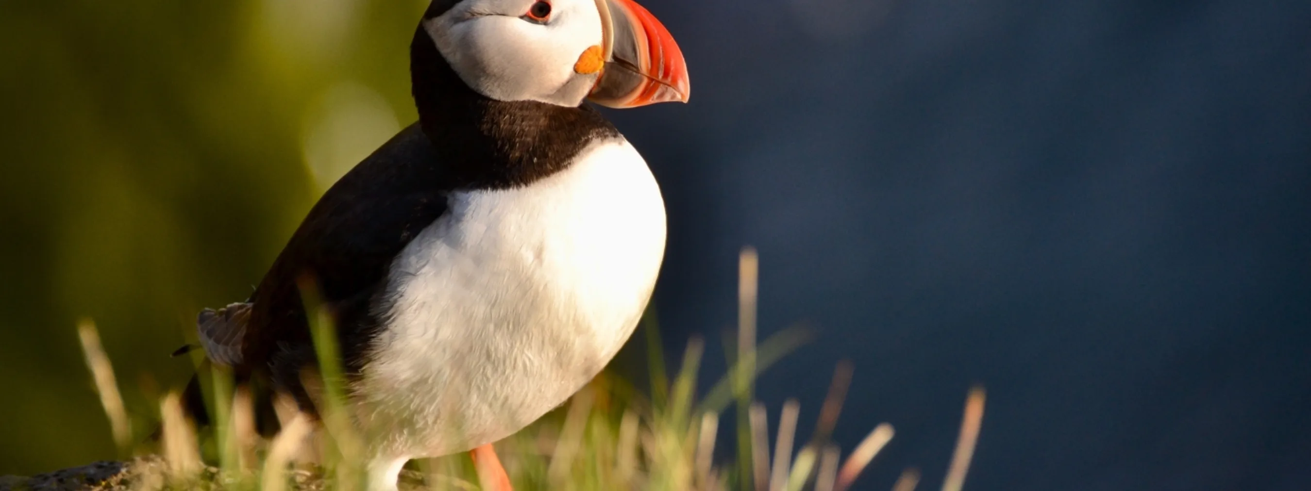 Island Westfjorde, Papageitaucher auf Gras, Látrabjarg Merz