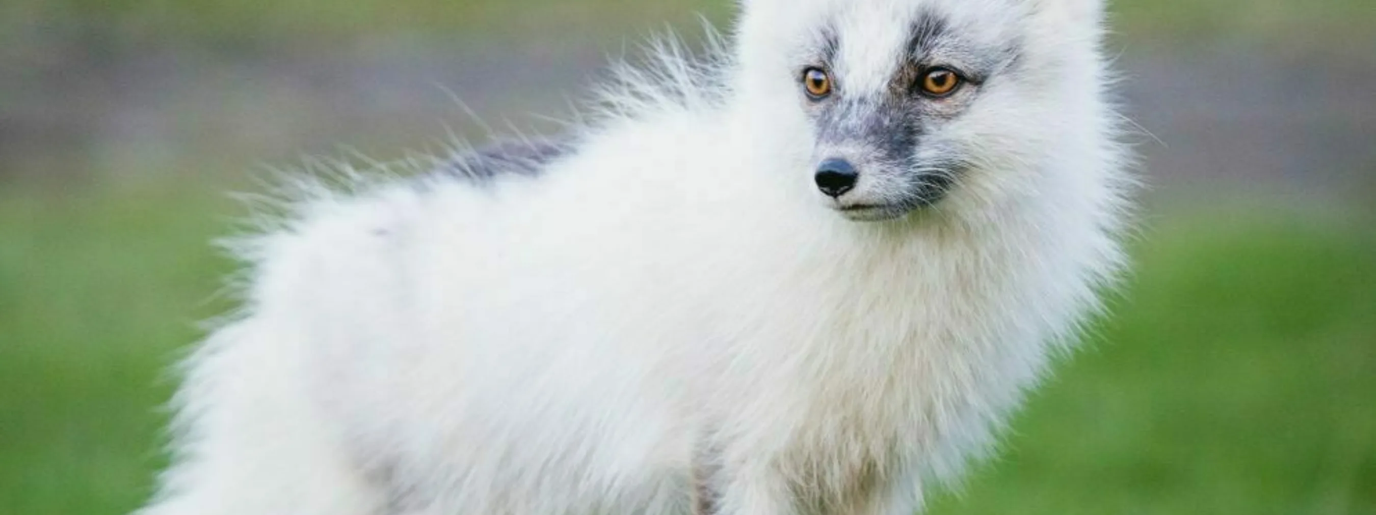 Westfjorde weißer Polarfuchs