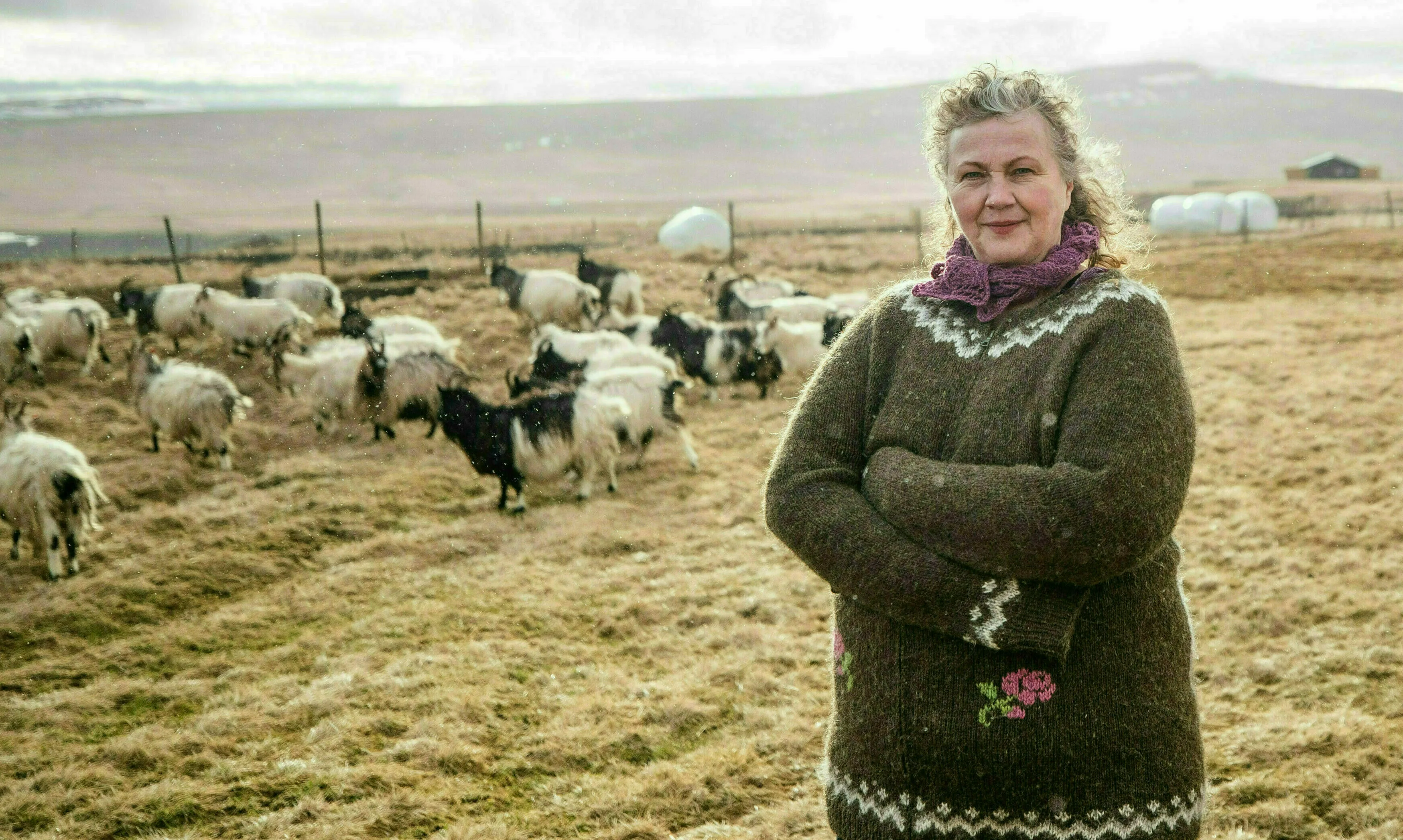 Westisland Ziegenweide Frau im Islandpullover steht mit verschränkten Armen vor der Ziegenherde