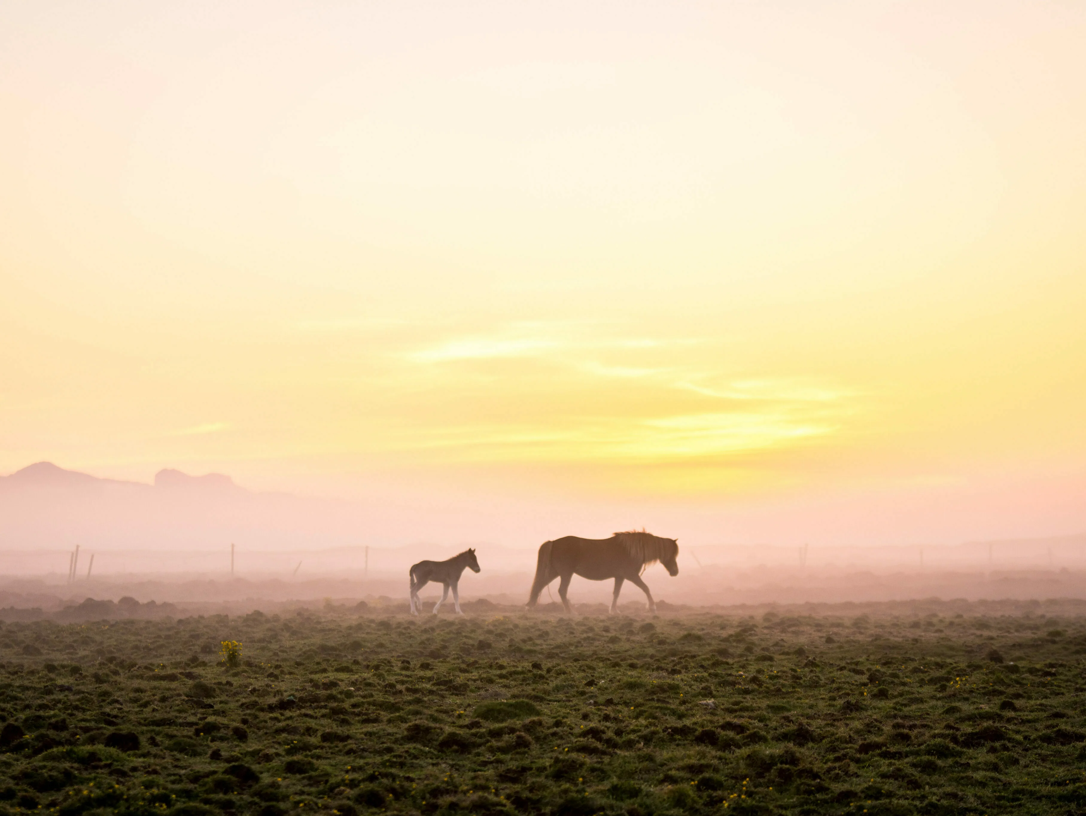 Mitternachtssonne Island Pferd Fohlen Nebel FotoCarlotaBlankenmeier