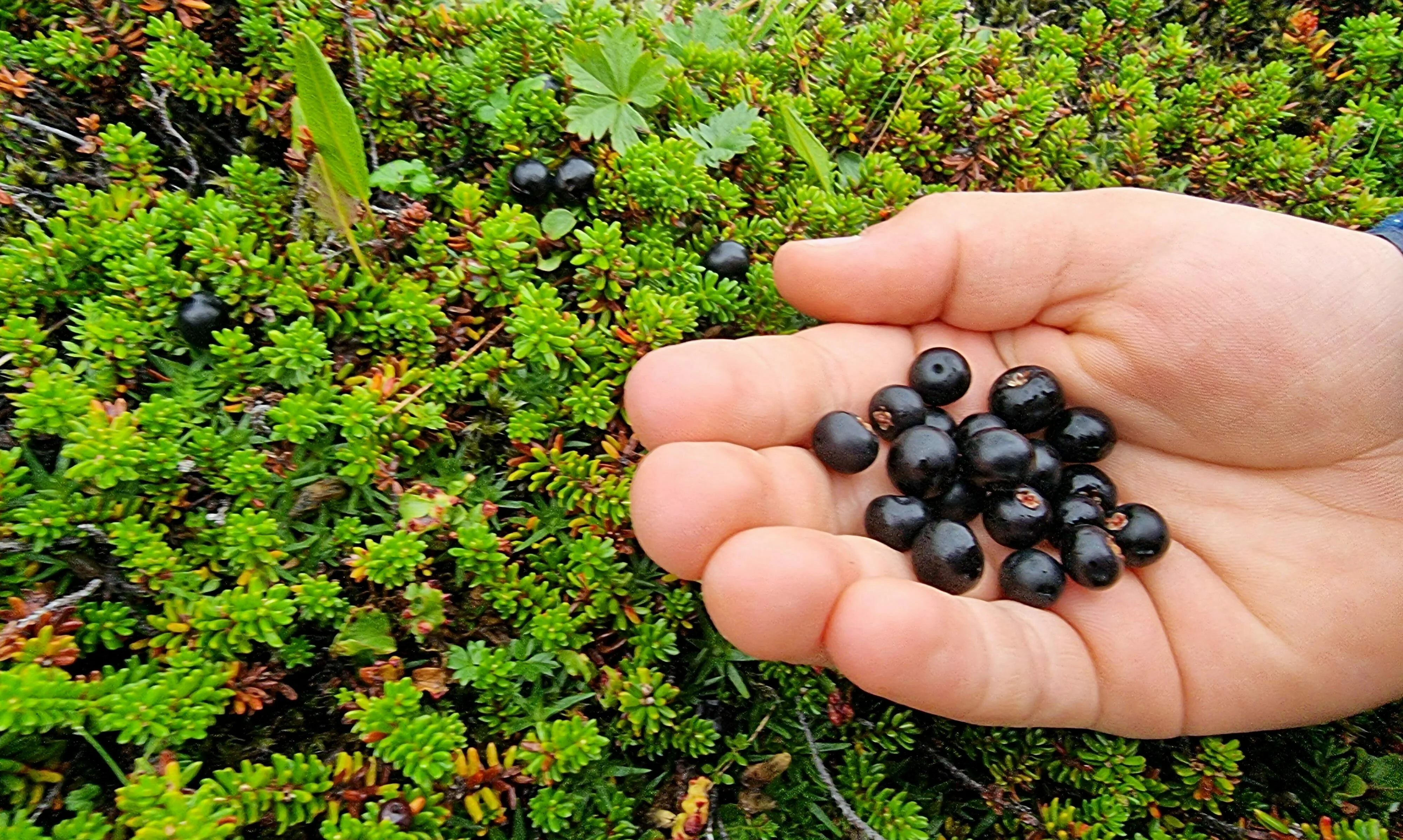 Kinderhand mit sog. Krähenbeeren in Island