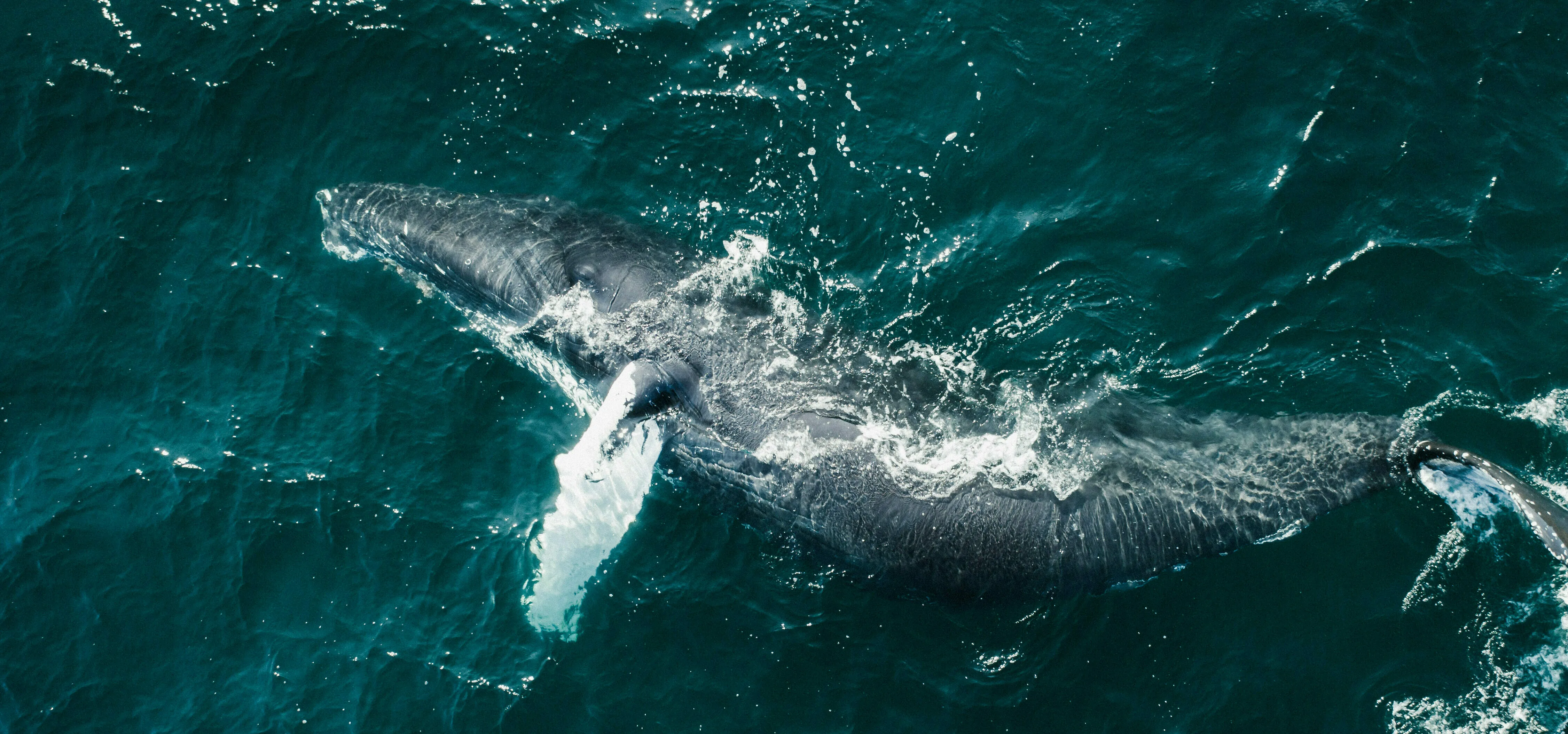 Luftaufnahme eines Buckelwals im Meer in Nordisland