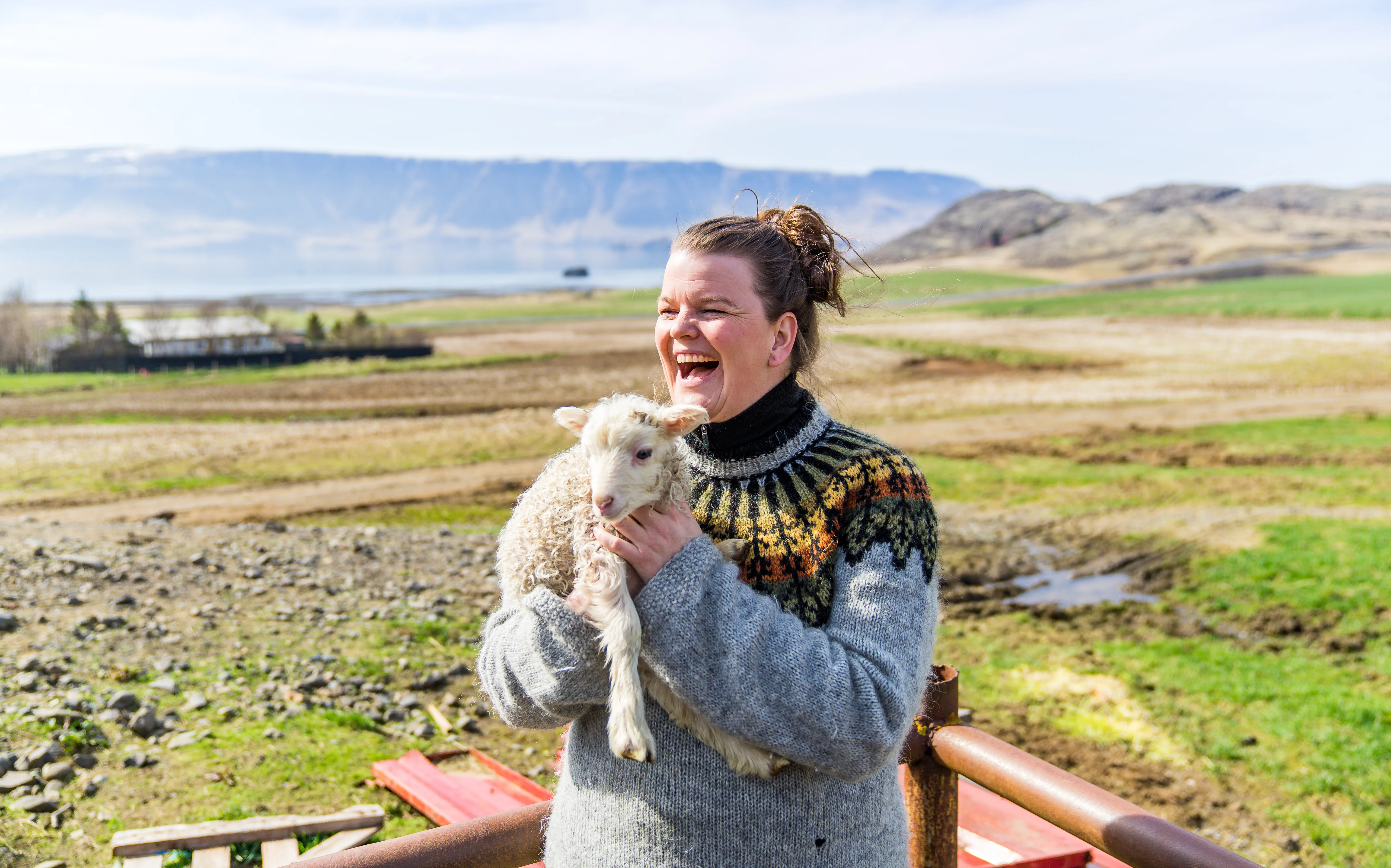 Eine Isländerin hält ein Lamm und lacht