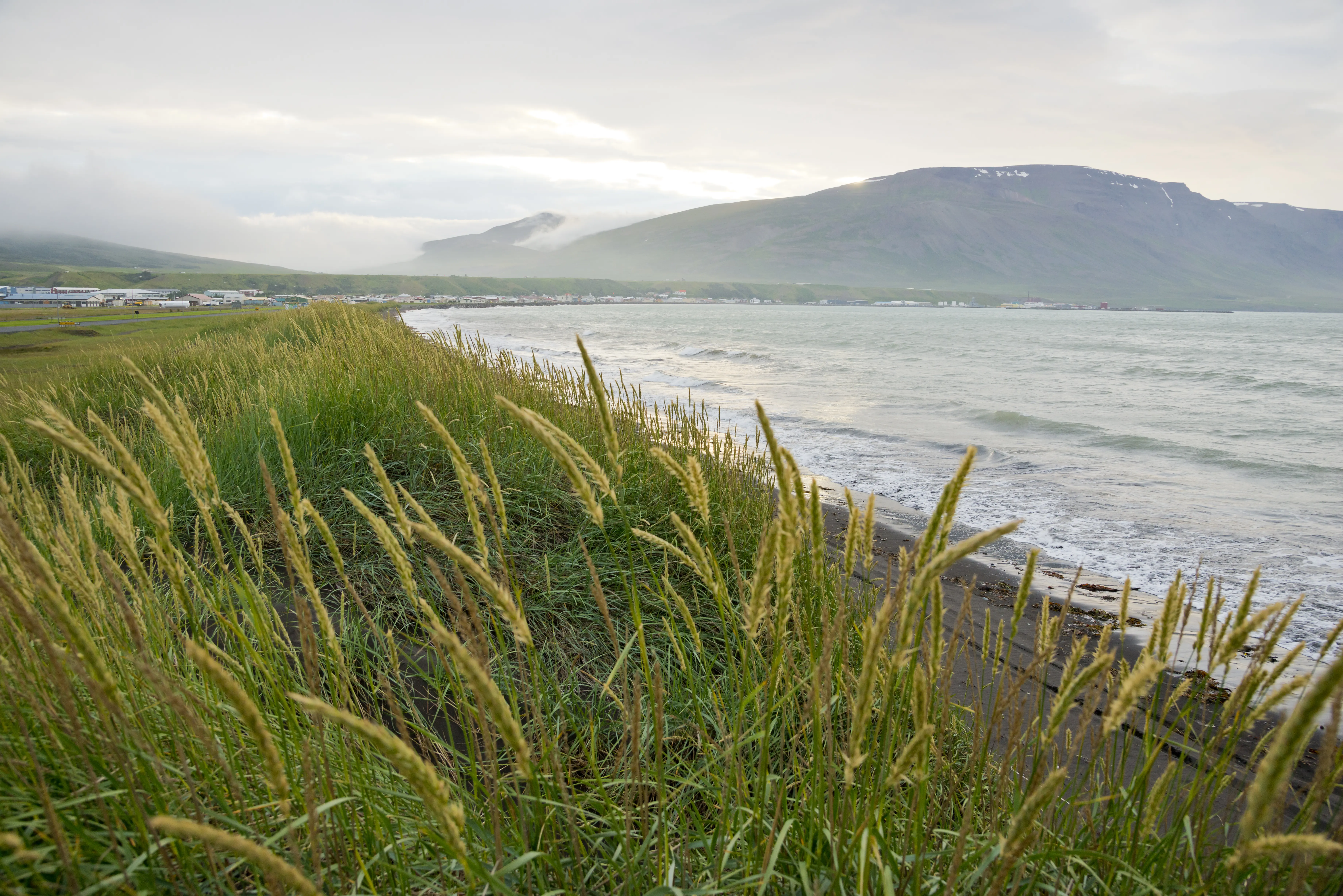 Nordisland saudarkrokur foto thomas linkel Hohe Gräser wiegen sich im Wind an der Küste bei Sauðárkrókur, während Wellen ans Ufer schlagen und neblige Berge den Horizont säumen.
