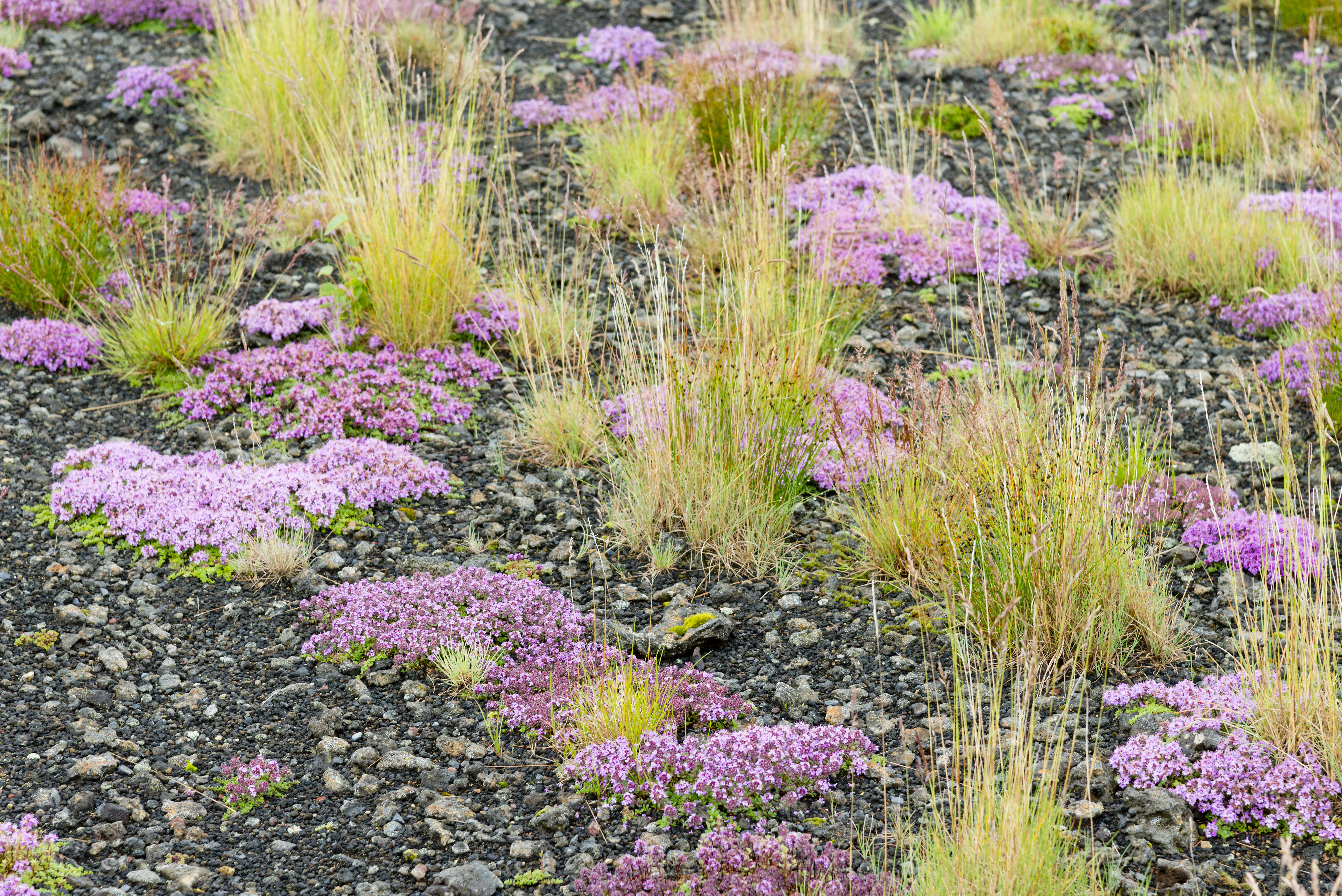 Südisland Moos und Blumen in Rosa auf kiesigem Untergrund mit vereinzelten Grasbüscheln.