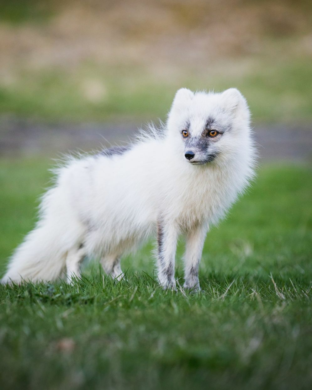 Westfjorde Island weißer Polarfuchs auf grüner Wiese