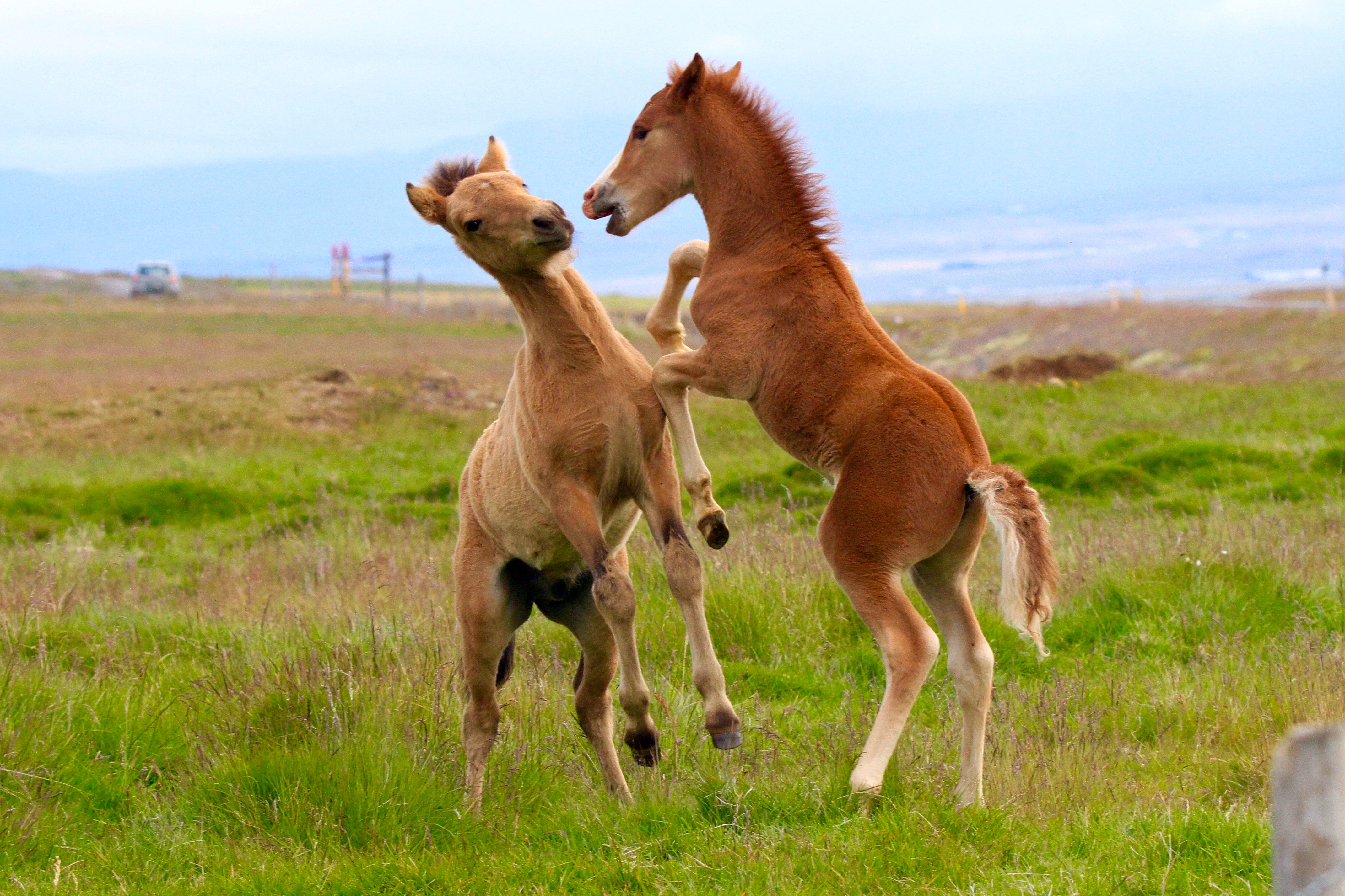 Island, Nordisland, Islandpferde, Pferde, Fohlen, Tiere, 2015