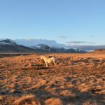Islandpferd im Sonnenuntergang auf einer Pferdekoppel
