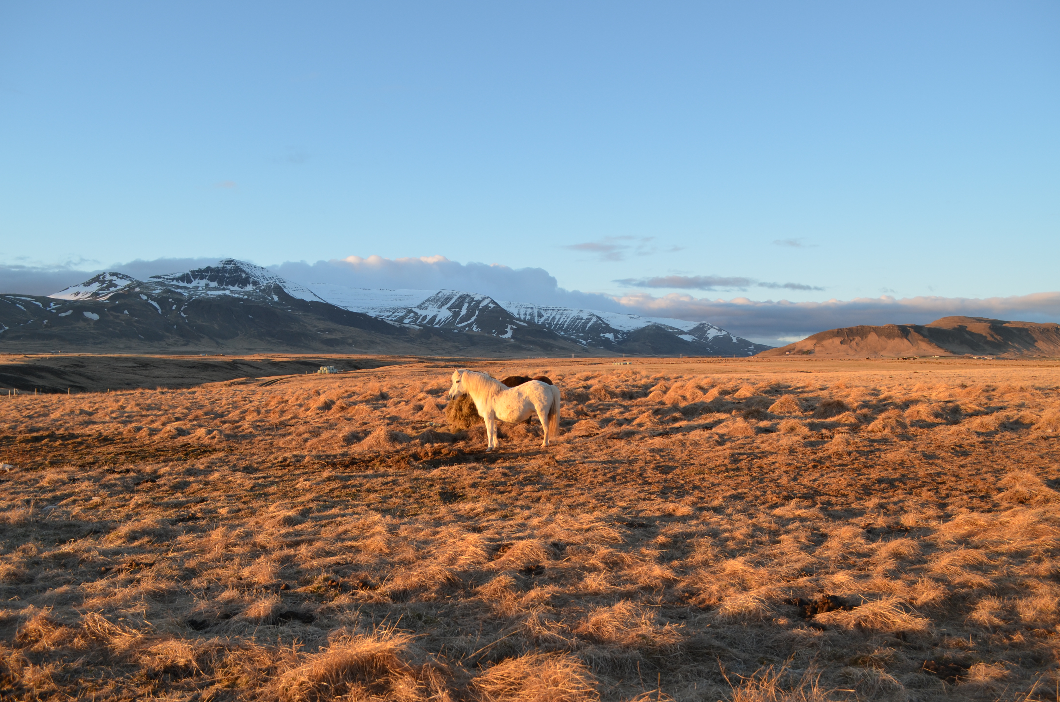 Islandpferd im Sonnenuntergang auf einer Pferdekoppel