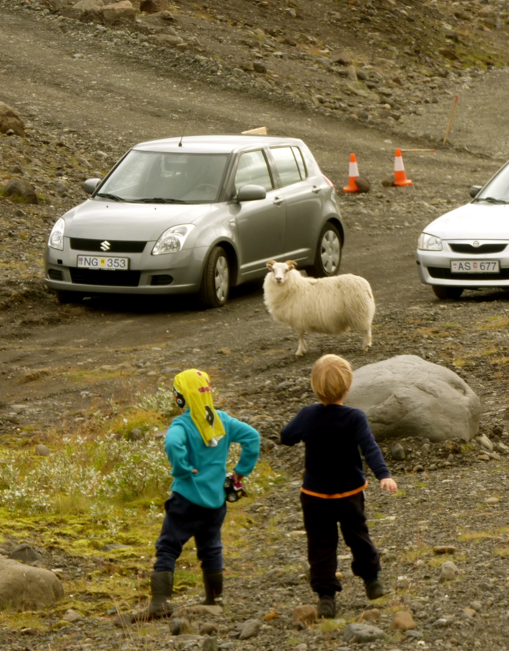 Kinder in Island an einer Straße mit Schafen