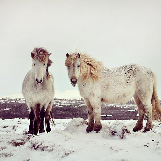 Islandpferde in Winterlandschaft