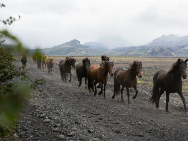 Pferde im isländischen Hochland