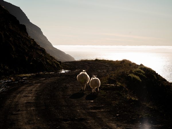 Schafe in den Westfjorden
