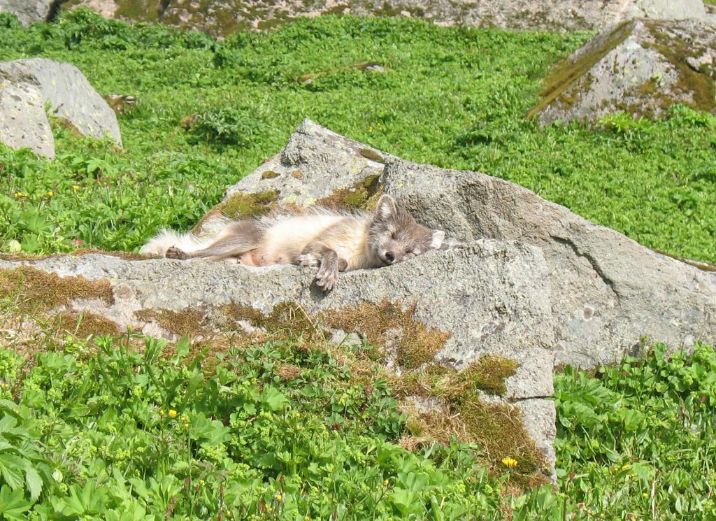 Polarfuchs liegt auf einem Stein in den Westfjorden von Island