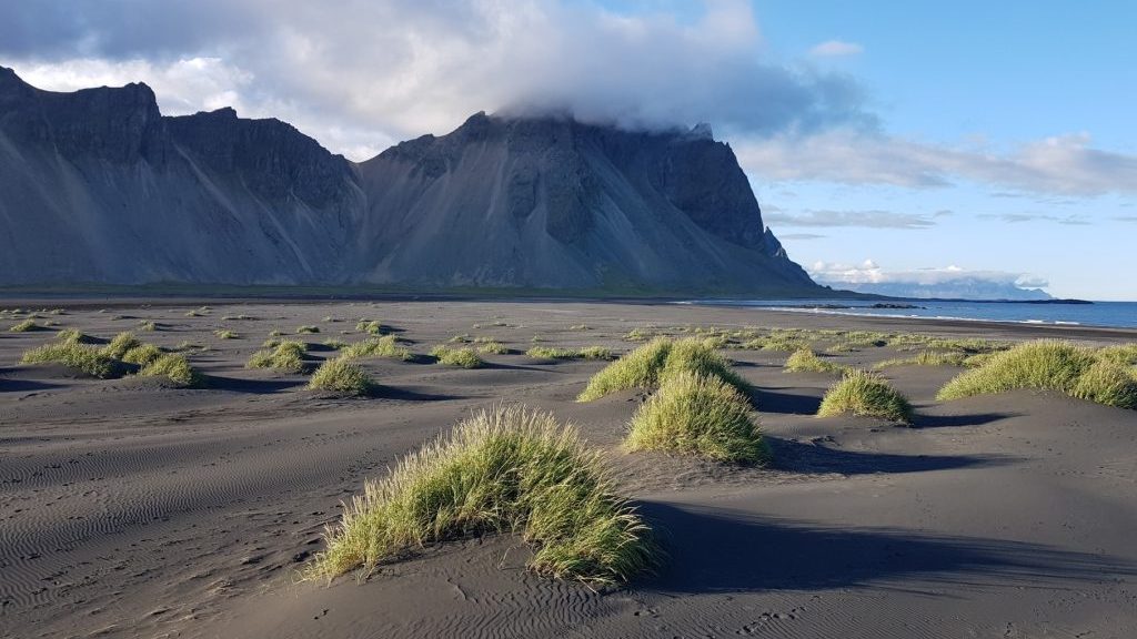 Strand bei Skokknes in Südostisland, Grasbüschel im Sand