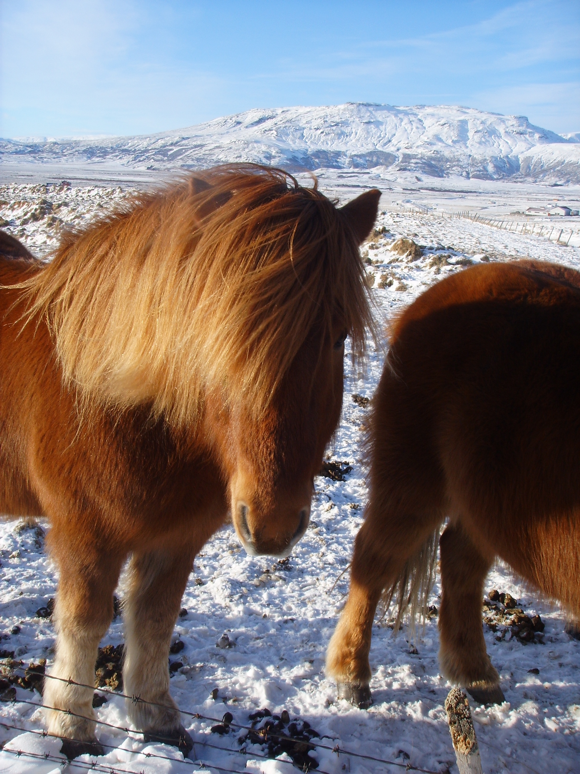 Verträumtes Islandpferd vor verschneiter Landschaft