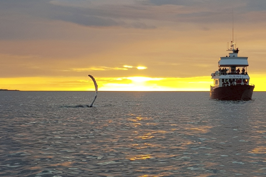 Walbeobachtungsboot Mitternachtssonne in Island